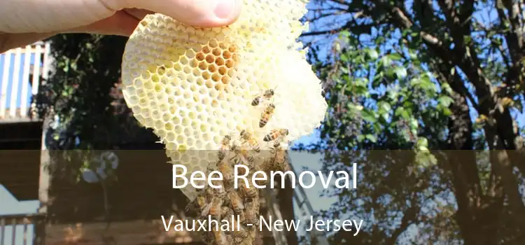 Bee Removal Vauxhall - New Jersey