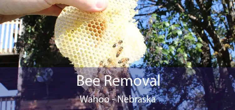 Bee Removal Wahoo - Nebraska