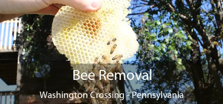 Bee Removal Washington Crossing - Pennsylvania