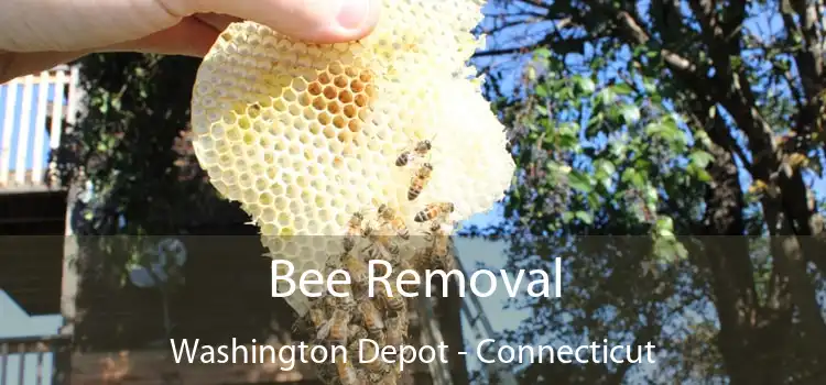 Bee Removal Washington Depot - Connecticut