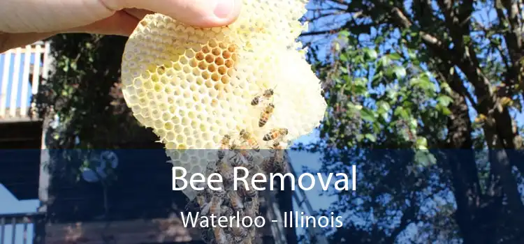 Bee Removal Waterloo - Illinois