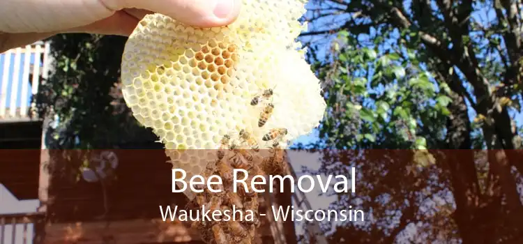 Bee Removal Waukesha - Wisconsin