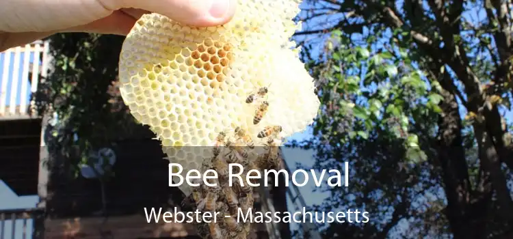 Bee Removal Webster - Massachusetts