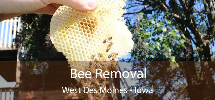 Bee Removal West Des Moines - Iowa