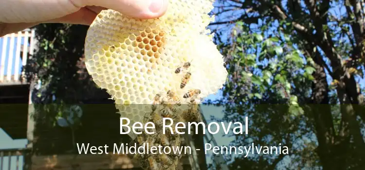 Bee Removal West Middletown - Pennsylvania