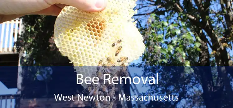 Bee Removal West Newton - Massachusetts