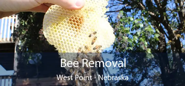 Bee Removal West Point - Nebraska
