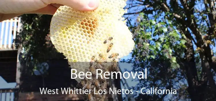 Bee Removal West Whittier Los Nietos - California