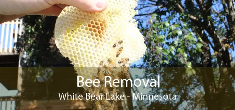 Bee Removal White Bear Lake - Minnesota