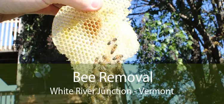 Bee Removal White River Junction - Vermont