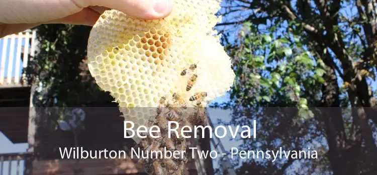 Bee Removal Wilburton Number Two - Pennsylvania