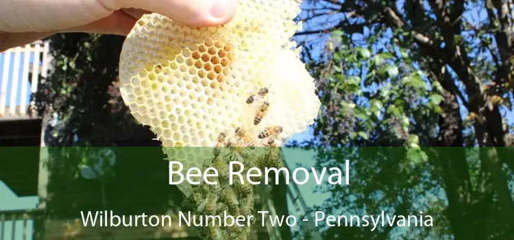 Bee Removal Wilburton Number Two - Pennsylvania