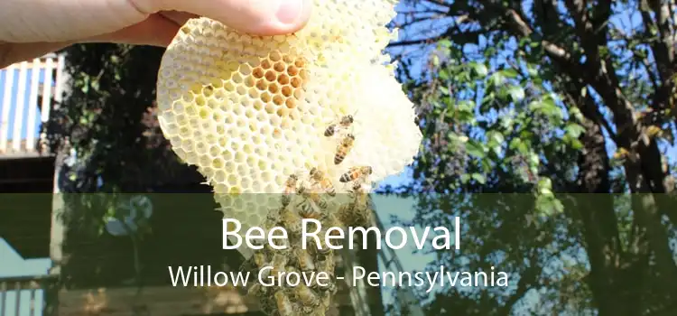 Bee Removal Willow Grove - Pennsylvania