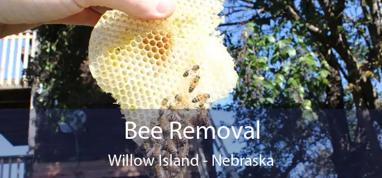 Bee Removal Willow Island - Nebraska
