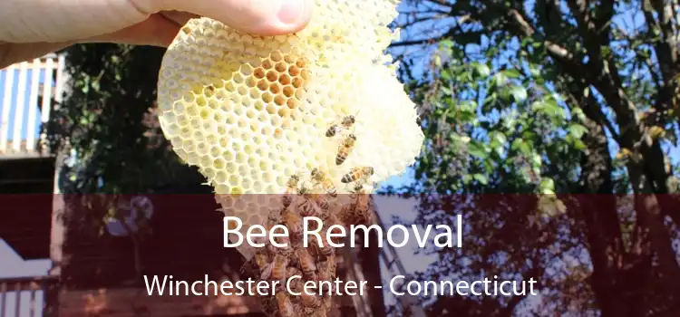 Bee Removal Winchester Center - Connecticut