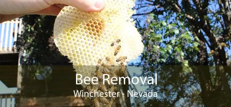 Bee Removal Winchester - Nevada