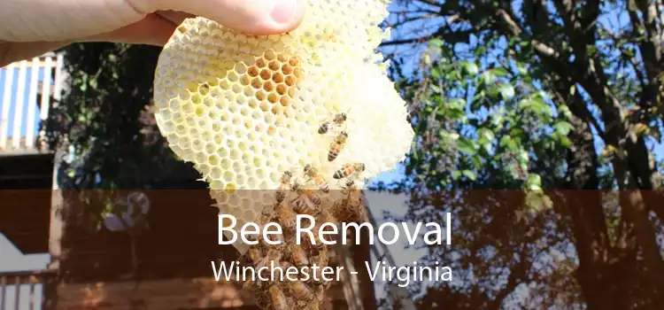 Bee Removal Winchester - Virginia