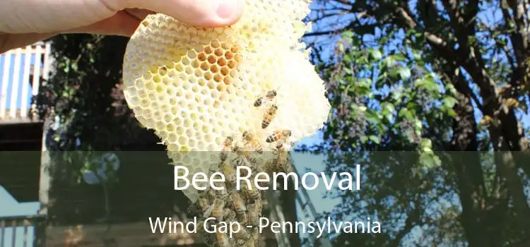 Bee Removal Wind Gap - Pennsylvania