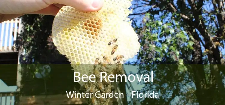 Bee Removal Winter Garden - Florida