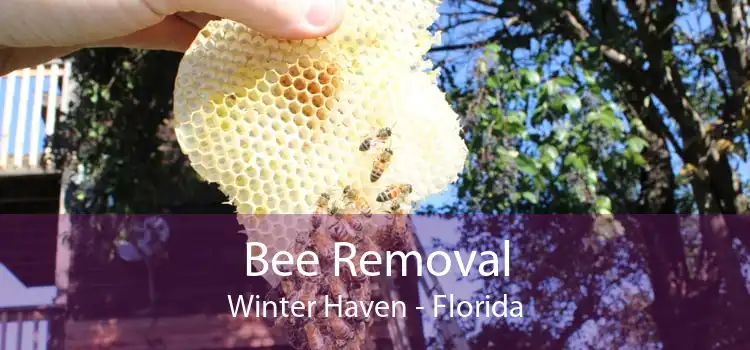 Bee Removal Winter Haven - Florida