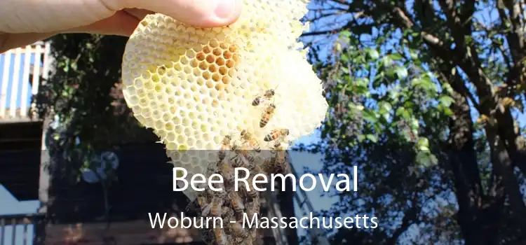 Bee Removal Woburn - Massachusetts