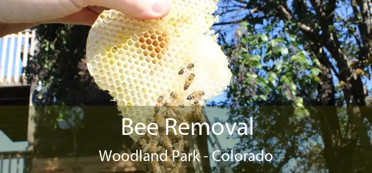 Bee Removal Woodland Park - Colorado