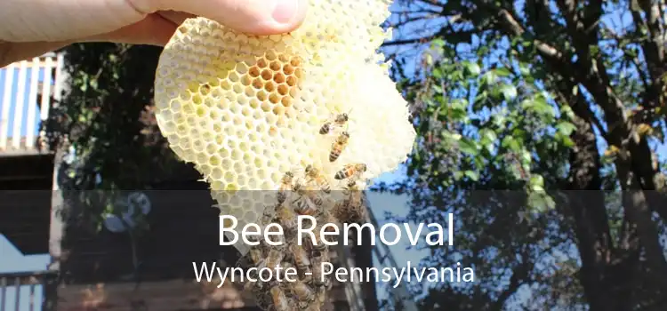 Bee Removal Wyncote - Pennsylvania