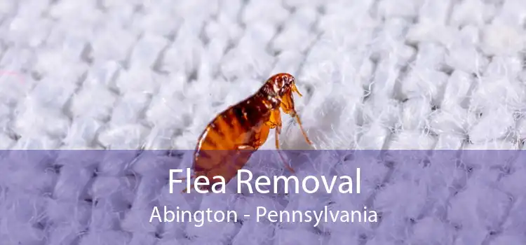 Flea Removal Abington - Pennsylvania