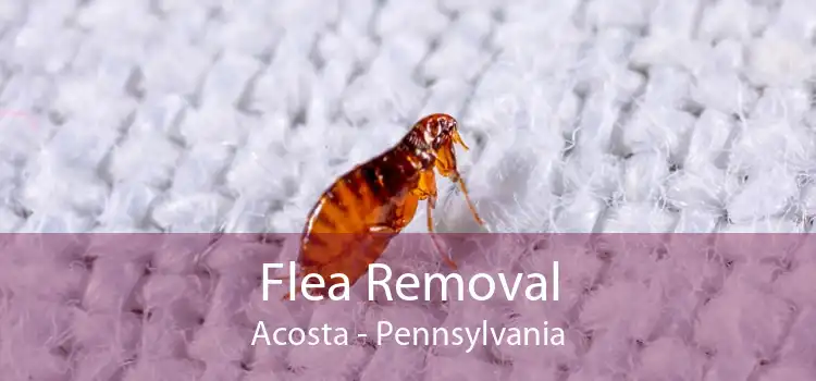 Flea Removal Acosta - Pennsylvania