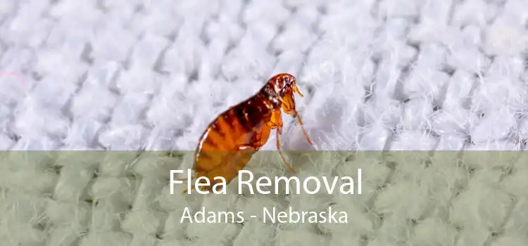 Flea Removal Adams - Nebraska