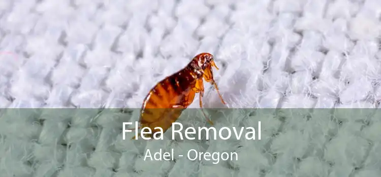 Flea Removal Adel - Oregon