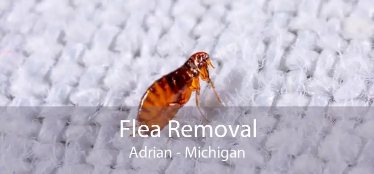 Flea Removal Adrian - Michigan