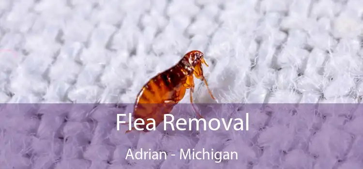 Flea Removal Adrian - Michigan