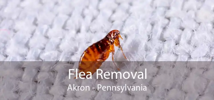 Flea Removal Akron - Pennsylvania