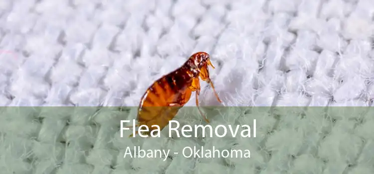 Flea Removal Albany - Oklahoma