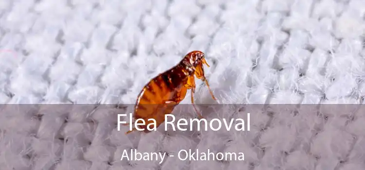 Flea Removal Albany - Oklahoma