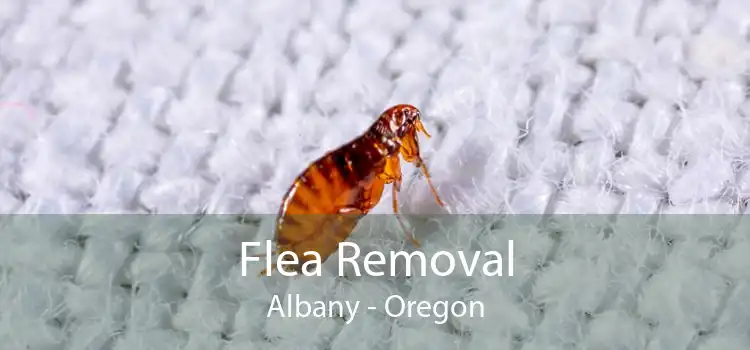 Flea Removal Albany - Oregon