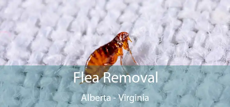 Flea Removal Alberta - Virginia