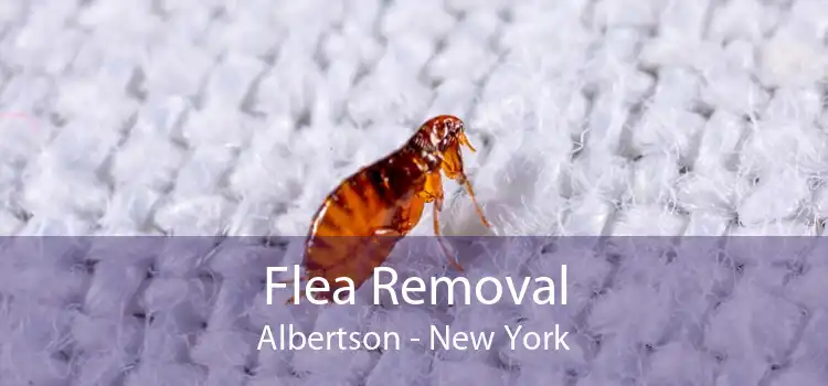 Flea Removal Albertson - New York