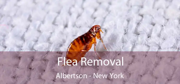 Flea Removal Albertson - New York