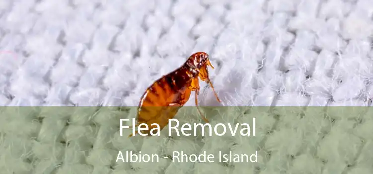 Flea Removal Albion - Rhode Island