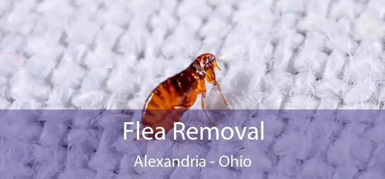 Flea Removal Alexandria - Ohio