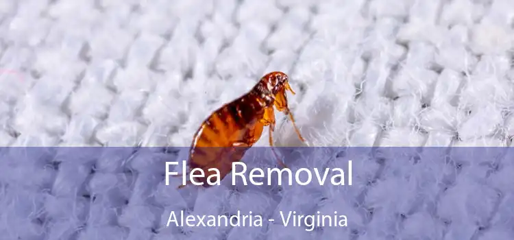 Flea Removal Alexandria - Virginia