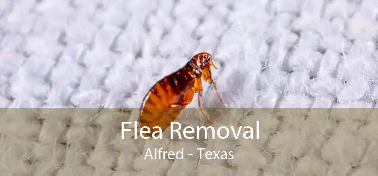 Flea Removal Alfred - Texas