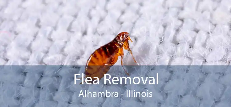 Flea Removal Alhambra - Illinois