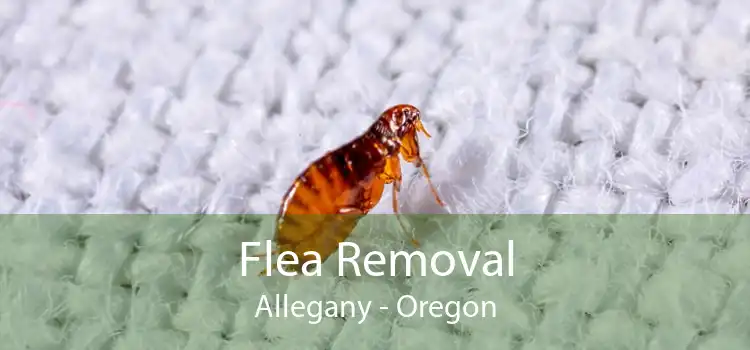 Flea Removal Allegany - Oregon