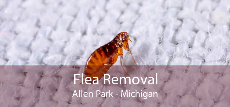 Flea Removal Allen Park - Michigan