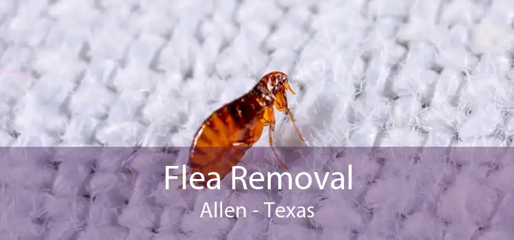 Flea Removal Allen - Texas