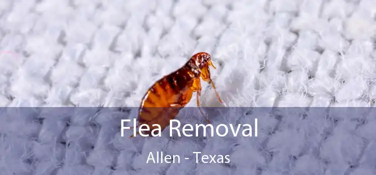 Flea Removal Allen - Texas