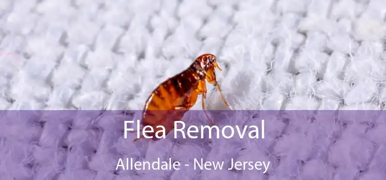 Flea Removal Allendale - New Jersey